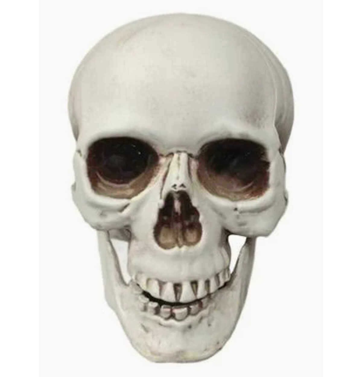 6" Skull With Moveable Jaw