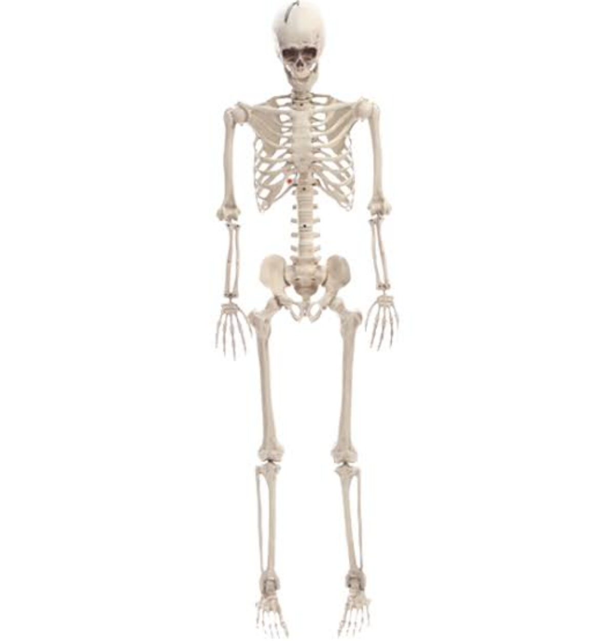 35 inch Realistic Skeleton (3FT)