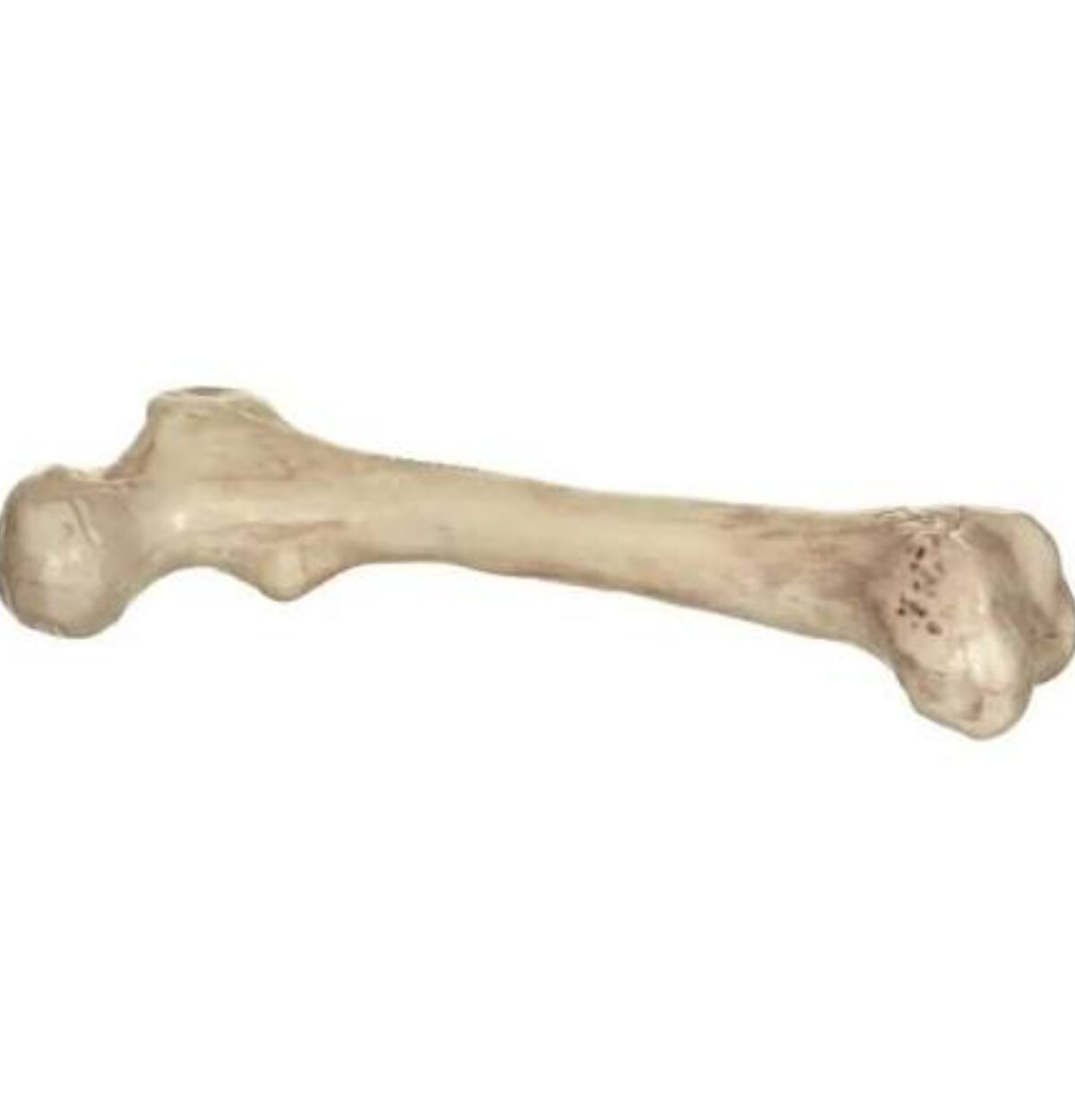 BARE BONE