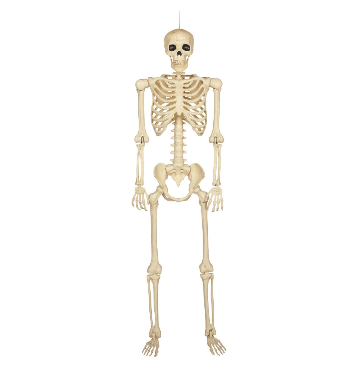 60" Multi Pose N Stay Skeleton