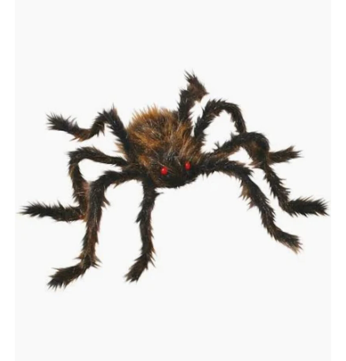 Brown Spider